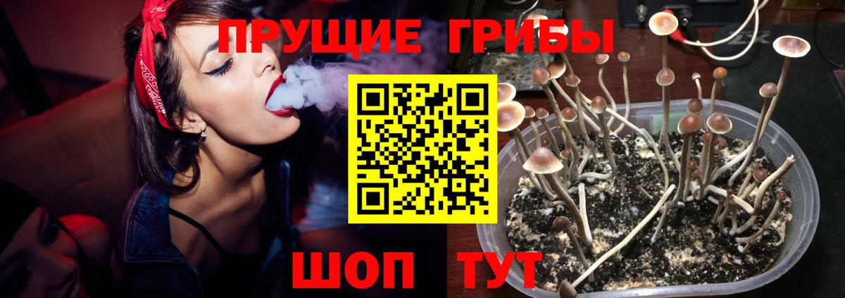 Псилоцибиновые грибы Psilocybe Еманжелинск
